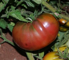 Black Elephant Tomato - Chorny Slon - 10+ seeds - Heirloom Vegetable Seeds P 275
