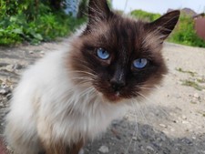 Cat Digital Image Picture Photo Wallpaper Background Desktop Art