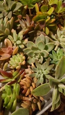 40 Succulent Assorted cuttings