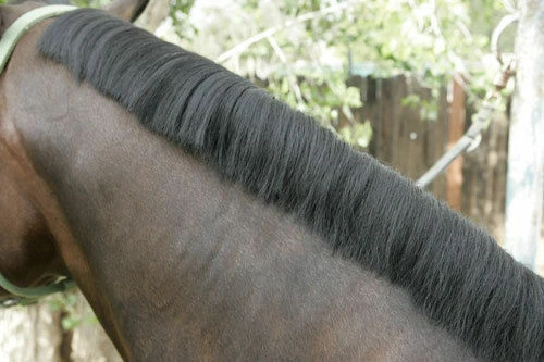 Zilco Pulling Comb+Hoof Pick Aluminium For Horse Pony Mane Tail  - image 2 of 2