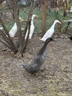 12+ Purebreed Indian Runner Duck  Eggs Colors like  Blue, Choc, Fawn&White — photo 4