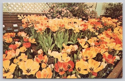 Vintage Spring Flower Show Tulips Phipps Conservatory Pittsburgh PA