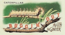 Caterpillar - 2020 Topps Allen & Ginter Mini Buggin’ Out #MBO-18