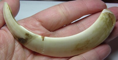 95.00mm Binh Tuy Vietnam 100% Natural  Good Condition Nanh Heo Rung 3 3/4 in