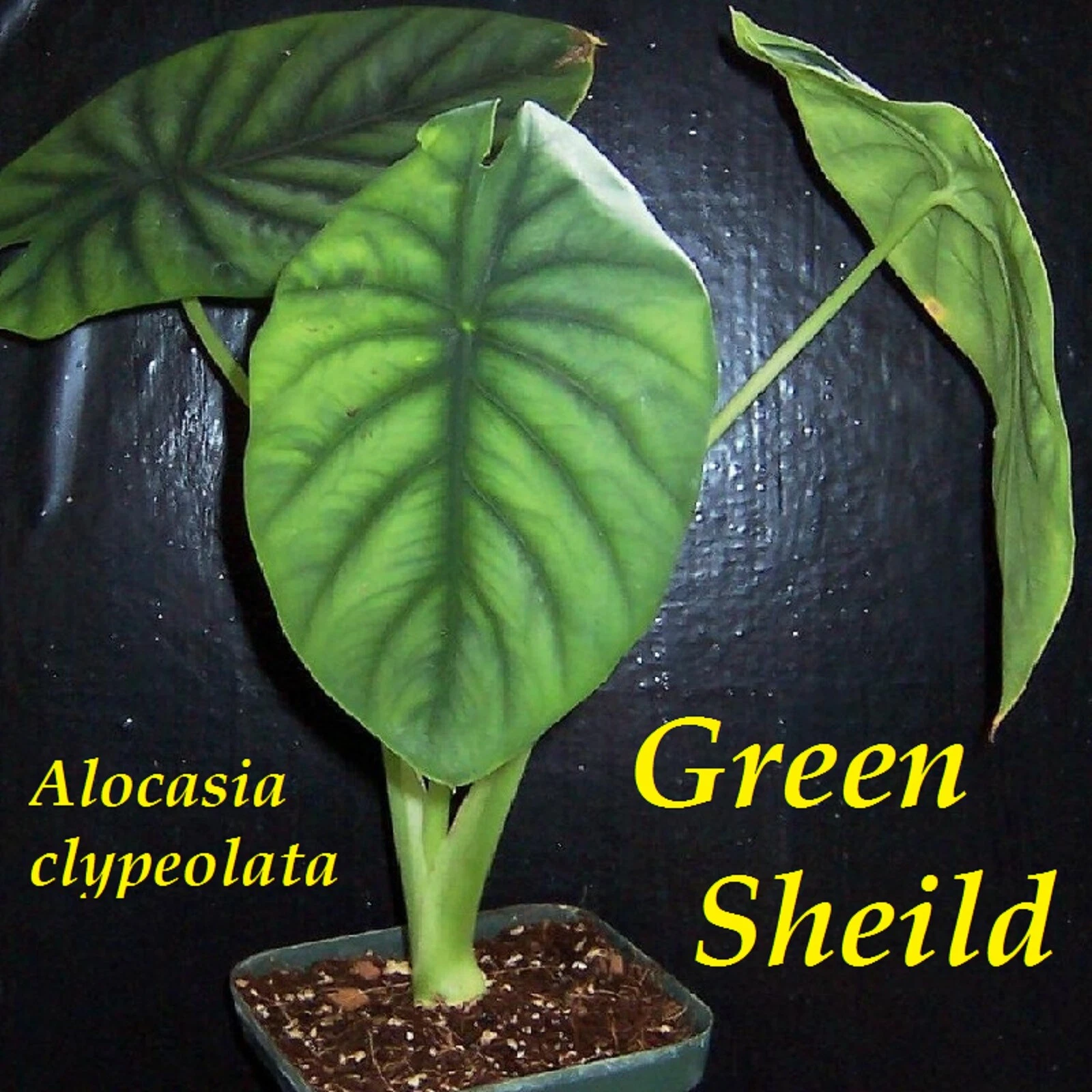 ~GREEN SHIELD~ Alocasia clypeolata Rare Philippine Aroid Live Sml Potd Plant
Opens in a new window o