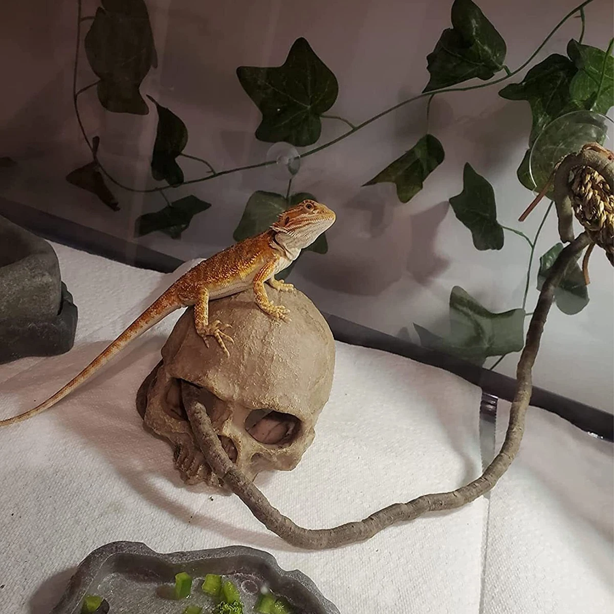 Bearded Dragons Tanks
