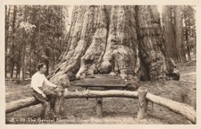 Vintage Postcard Photo The General Sherman Tree Sequoia National Park California
