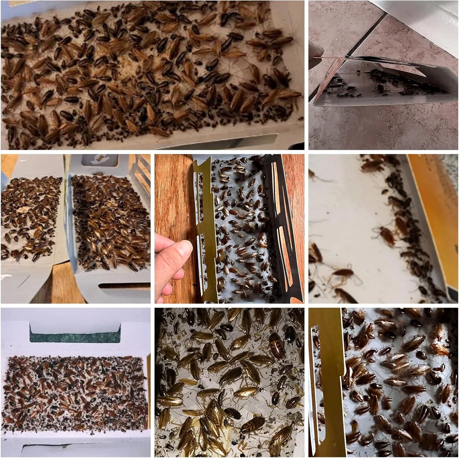 20 Pack Roach Traps – Indoor Glue Traps, Child & Pet Safe, Long-Lasting Bait New image 2