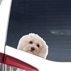 Havanese Car Sticker Peeking Realistic White Dog Head Face Decal Bumper Window