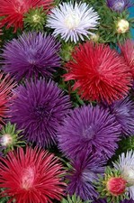 Flower - Aster - Starlight Mixed - 25 Seeds