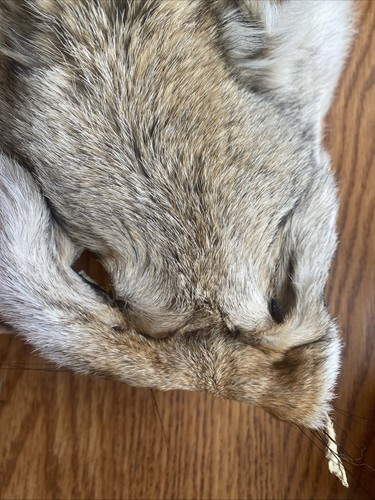 Eastern Coyote Face Pelt Tanned Hide + Tail Bushy Full Beautiful Soft Taxidermy - Bild 11 von 14