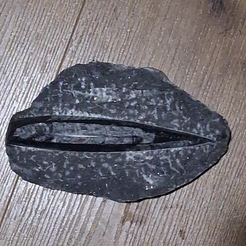 Orthoceras Fossil Specimen in Matrix