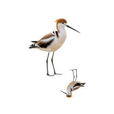 American Avocet Kiss-Cut Vinyl Decal water bird watcher pond river lake