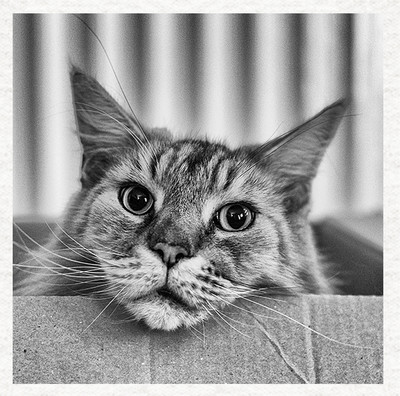Katze-Katze in einer Box - Stoff Basteln Platten in 100% Baumwolle oder Polyester