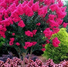 ROSA FLORACIÓN CREPE MIRTO ÁRBOL 25 SEMILLAS LAGERSTROEMIA INDICA