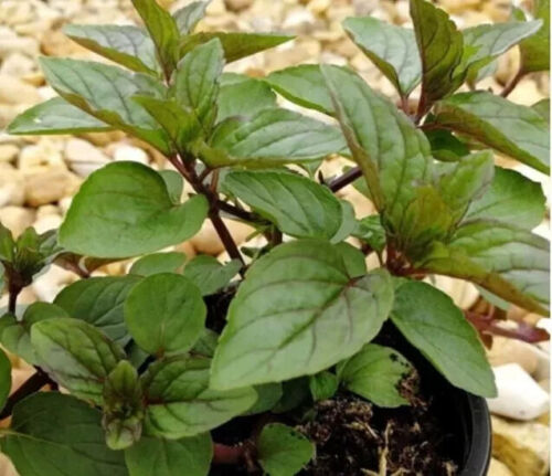 Herb plants, garden ready, 9cm pots lots of choice - Picture 250 of 298