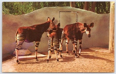 Vintage San Diego Zoo Okapi Postcard Animal Color Series Congo