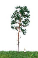 MBR Model H0 51-4304 Waldkiefer (Hochstamm) 18-22cm hoch, wunderschöne Bäume NEU