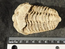 Big! 460 MILLION Year Old! TRILOBITE Fossil From Morocco 110gr