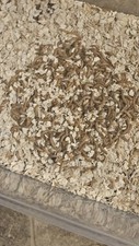 250 Live Mealworms Feeder Insects Chicken Feed Reptile Feed
