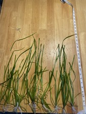 X10 Large/medium Stems  Vallisneria Live Aquarium Plants, Fast-growing