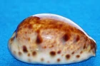 Cypraea Lynx Williamsi - pair