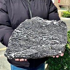 7.7LB Natural of Zebra Stone and Fluorite Coexistence Slice quartz crystal