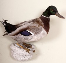 Schöne Stockente Mallard Taxidermy