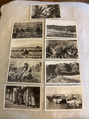 Early Hawaii Photo Postcards Honolulu Pineapple Rice Lei Vendors c1910s 30s