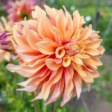 1 - DINNER PLATE DAHLIA TYRELL Flower Bulb Tuber Clump  * RARE APRICOT COLORS