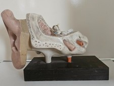 antikes anatomisches Schulmodell des menschlichen Ohrs / Ohrmodell