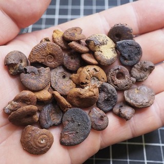 30 pcs Ammonite Hematite 87g Morocco Jurassic Fossil lot 3803