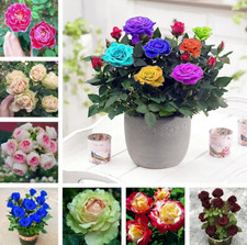 20 SEED PACK for Germination of Exotic ROSES rare plant bush flower bud garden