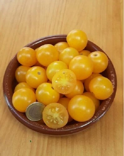 Otras plantas, semillas y bulbos salinas cálidos