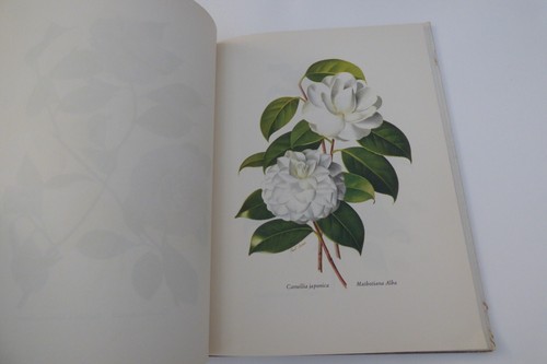 CAMELLIAS Paul Jones Illustrator HC Leslie Urquhart Press 1964 - Imagen 5 de 8