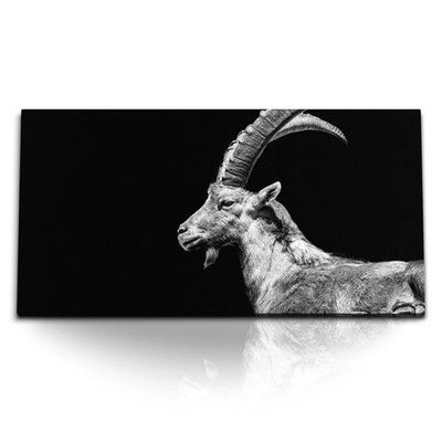 120x80cm Kunstdruck Bilder Steinbock Tierfotografie schwarzer Hintergrund Hörner