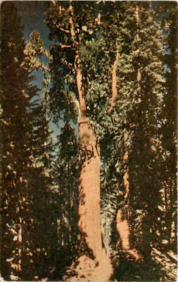 Sequoia National Park, California, General Sherman's Tree, James Postcard