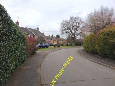 Foto 6x4 Ascherschilf, Langton Green Denny Bottom c2016