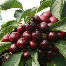 Patio Fruit Tree, Sweet Cherry 'Regina' with White Blossom, 90-110cm, 5L Pot