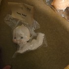 6 Vintage Penny Pincher Rubber Kewpie Type Baby Dolls  — photo 6