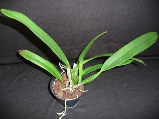 Cattleya mossiae `tipo` x selbst Einzelstück aus Sammlung