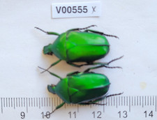 V00555. Insects, Beetles, Cetoniidae sp. North Vietnam, Ha Giang