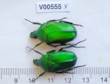 V00555. Insects, Beetles, Cetoniidae sp. North Vietnam, Ha Giang