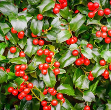 China Girl Holly Live Plant Quart Pot Evergreen Shrub With Bright Red Berries