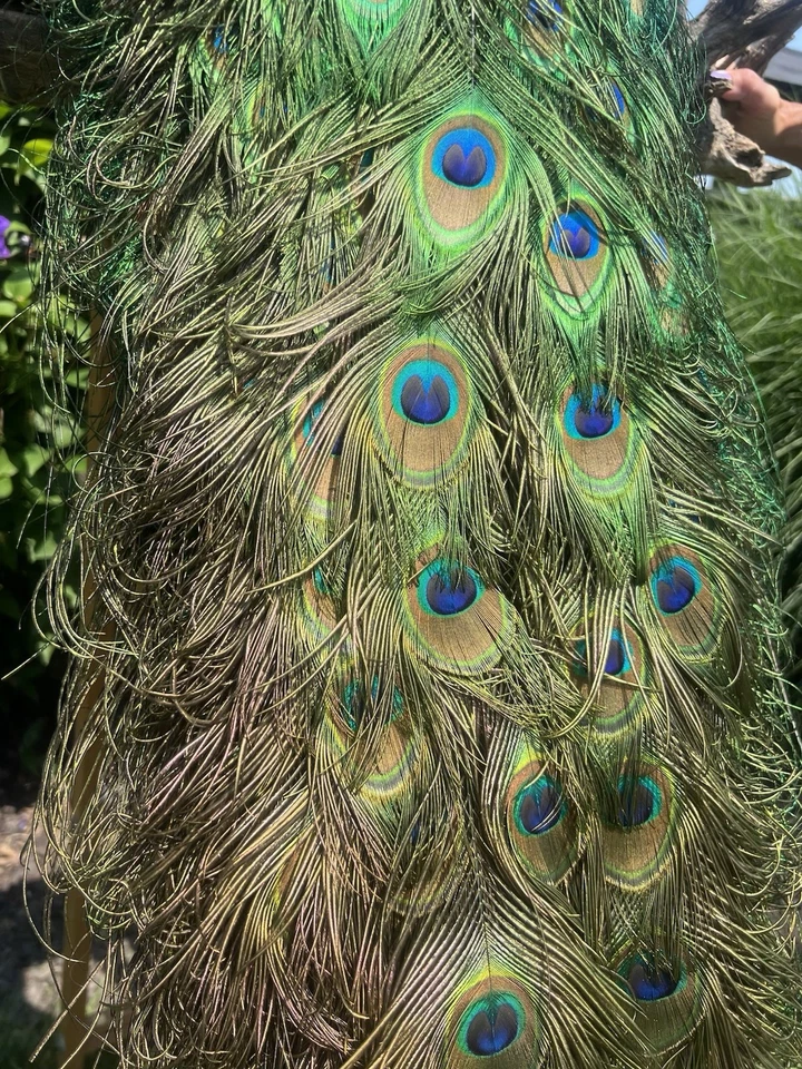 India Pavo Real Azul, Montaje en Pared, Pavo Real, Taxidermia Pavo Real, Taxidermia Premium Foto 4 de 4