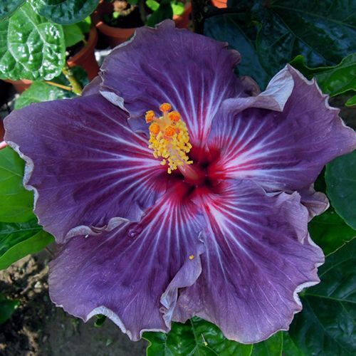 20 Purple Hibiscus Seeds Perennial Flower Seed Flowers Bloom 54 US SELLER