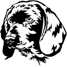 Adesivo CANE SVIZZERO DI MONTAGNA BAVARESE - adesivo auto - sticker - testa BGS #65