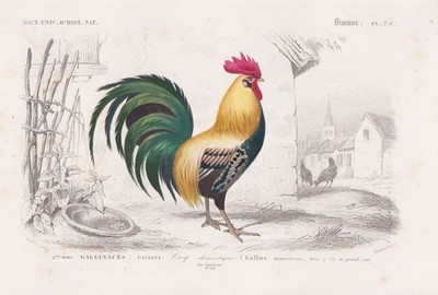 Gallus domesticus chicken Hahn Huhn Hühner Vögel Orbigny Stahlstich 1849