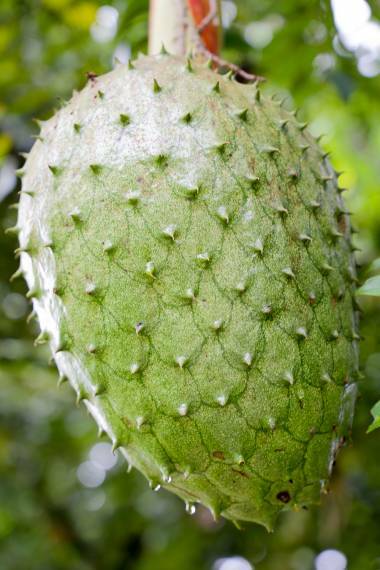 Annona muricata, Guanábana Gigante Graviola Planta Frutal Tropical - 10 Semillas
