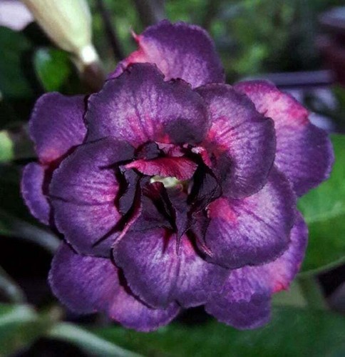 4 Dark Purple Pink Desert Rose Seeds Adenium Obesum Flower Exotic Garden 63 - Picture 11 of 12